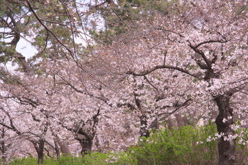 桜