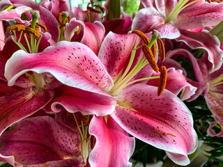 Beautiful decorative flower Lily (lat. Lilium)