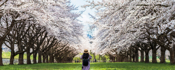 Asian beautiful woman walking and take photo in green grass garden with sakura and cherry blooming...