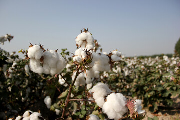 The Cotton field in Uzbekistan
