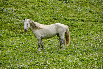 Kyrgyz horses on the alpine Keskenkija Trek, Jyrgalan, Kyrgyzstan