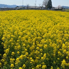 field of yellow flowers