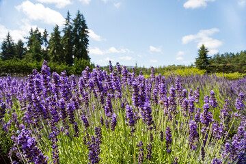 Beautiful image, blooming fragrant lavender flowers in the field. Blurred lavender flower...
