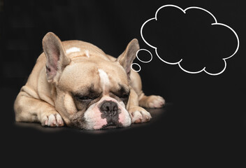 CUte french bulldog sleeping  with speech bubble on black background, thinking or dream