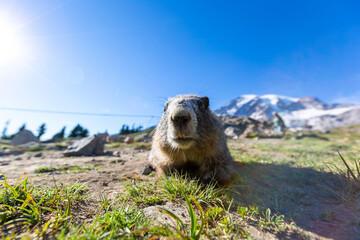 Cute Groundhog from nearby. Blurred background. Groundhog with fluffy fur sitting on a meadow. Groundhog Day.