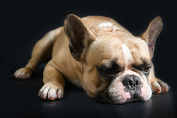 an anorexic french bulldog lying on a black background,