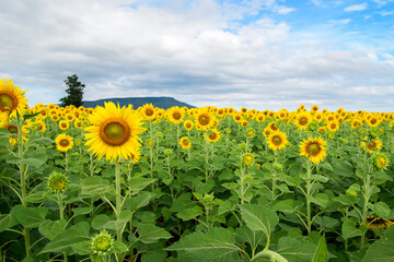Beautiful sunflower flower blooming in sunflowers field on blue sky.