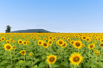 Fototapeta premium Aerial Beautiful sunflower flower blooming in sunflowers field. Popular tourist attractions of Lopburi province. flower field on winter season