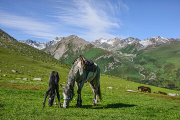 Fototapeta na wymiar Horses grazing in the alpine grass, Jyrgalan, Kyrgyzstan
