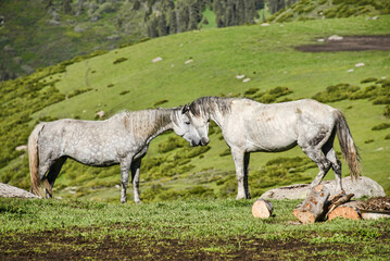 Horses mating in the alpine grass, Jyrgalan, Kyrgyzstan