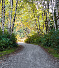 Fototapeta premium Country road running through the summer deciduous forest at dawn. Morning light falls on a forest road