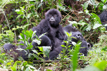 A Baby mountain gorilla keeping close to mother.