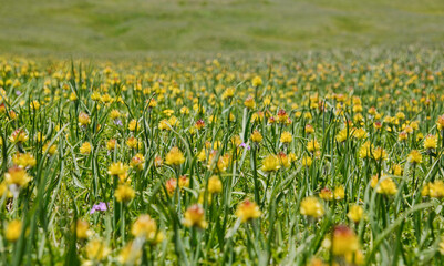 Fields of wildflowers on the alpine Keskenkija Trek, Jyrgalan, Kyrgyzstan