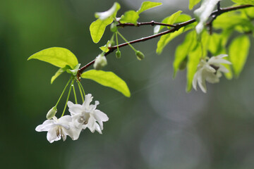 Wrightia religiosa Benth on a branch