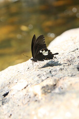 butterfly on the ground closeup