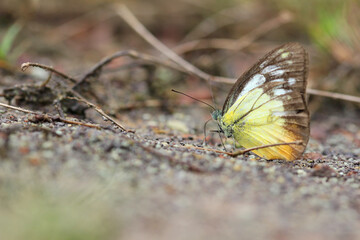 Obraz premium butterfly on the ground closeup