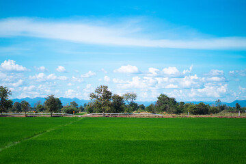 Beautiful countryside on a sunny afternoon Rice field landscape and wonderful sky, countryside scenery