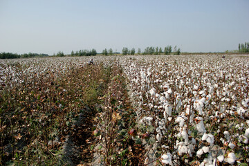 The Cotton field in Uzbekistan