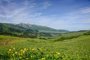 Fields of wildflowers on the alpine Keskenkija Trek, Jyrgalan, Kyrgyzstan