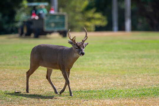 Venados en el campo de golf, venados en M&eacute;xico 