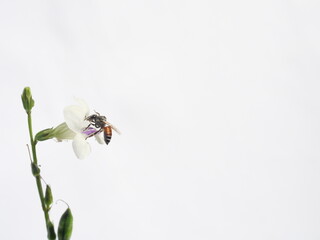 Dwarf or Red dwarf honey bee (Apis florea) seeking nectar on white Chinese violet or coromandel or creeping foxglove ( Asystasia gangetica ) blossom in field on white background, Pollen dust on bee