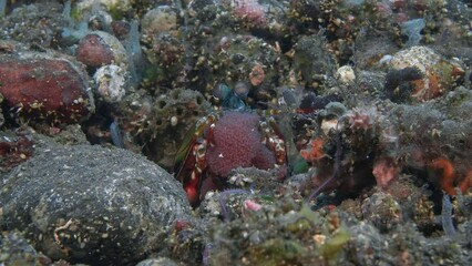 The praying mantis shrimp sits in a hole and holds its caviar in its front paws.
Peacock mantis shrimp (Odontodactylus scyllarus) Indo-Pacific, 18 cm. ID: dark spots on the carapace.