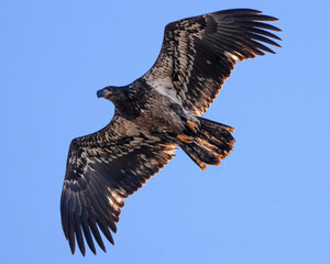 A Juvenile Bald Eagle In Flight In Missouri in the Winter