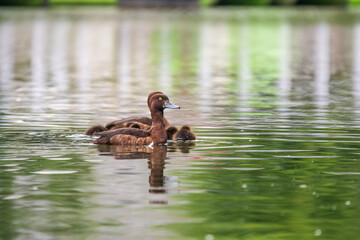 Tufted duck Family swims with their ducklings in green lake water.