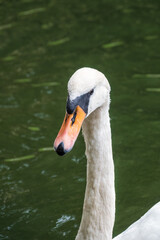 Portrait of a graceful white swan with long neck on dark water background.