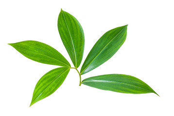  leaves  isolated on transparent png