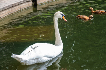 Graceful white swan swim in the pond in city park.