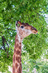 Close-up giraffe head on green leaves background