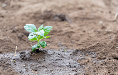 庭の花壇に植えた植物の苗