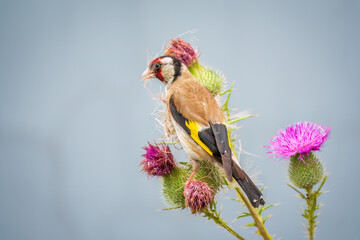 European goldfinch, feeding on the seeds of thistles. Carduelis carduelis.