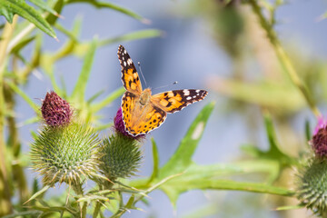 Beautiful butterfly painted lady or Vanessa cardui sitting on a thistle flower. Close up. Macro.