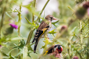 European goldfinch with juvenile plumage, feeding on the seeds of thistles. Carduelis carduelis.