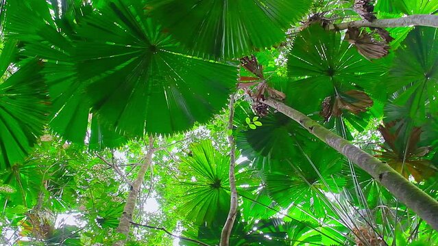 A video of beautiful palm trees in Daintree rainforest national park, Queensland, Australia