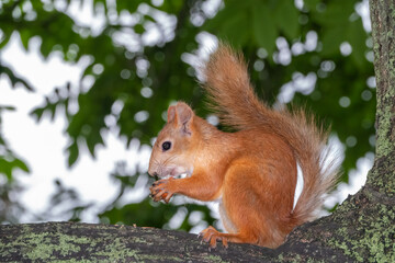 Young Squirrel sits on tree in summer. Eurasian red squirrel, Sciurus vulgaris.