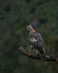 crested hawk eagle 