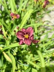 Fototapeta premium Purple Day Lili