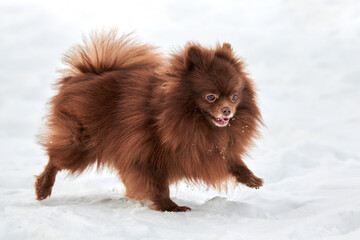 Happy Pomeranian Spitz dog on winter outdoor walking on snow, cute chocolate brown Spitz puppy...