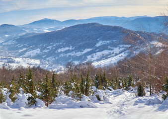 Winter rural landscape. A narrow path in the snow descends to a small Carpathian village. Juniper thickets turn green in white snow