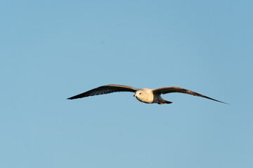 seagull flying in the sky