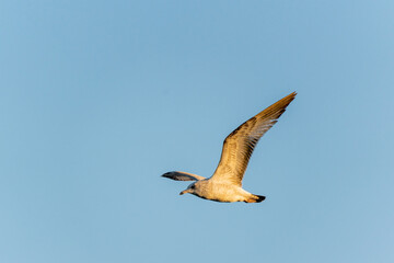 seagull flying in the sky
