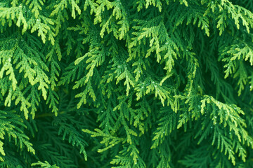 Western thuja green twig. Marsh cedar plant texture background. Thuja occidentalis.