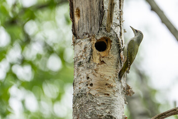 北海道の春、ヤマゲラの営巣
