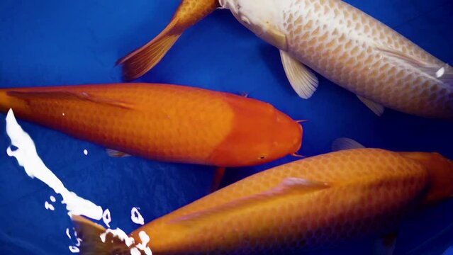 very beautiful and very big massive koi carp fishes in the garden pond for the fengshui and relaxing