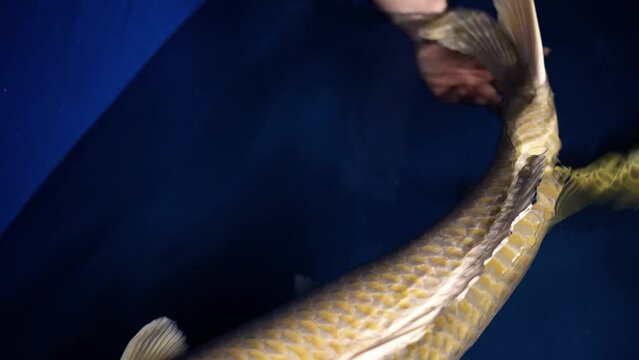 very beautiful and very big massive koi carp fishes in the garden pond for the fengshui and relaxing