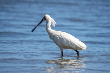 Royal Spoonbill also known as a Kōtuku in New Zealand