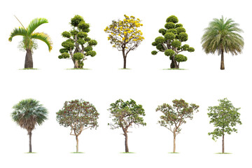 Isolated big tree on white background ,The collection of trees.Large trees database Botanical garden organization elements of Asian nature in Thailand, tropical trees isolated used for design,